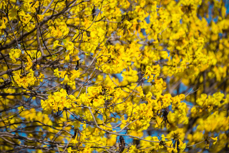 Golden trumpet tree at Park in on blue sky background.の写真素材