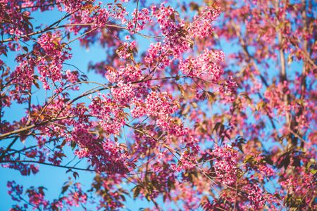 Cherry flower Prunus cerasoides,Giant tiger flower.bright pink flowers of Sakura in "Phu Lom Lo" National Park Loei province, Thailand.の写真素材