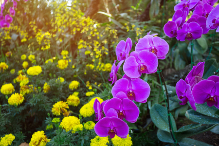 Beautiful orchid flower are found in tropical restrict in Thailand.の写真素材
