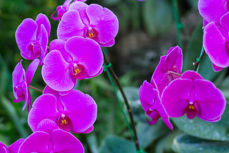 Beautiful orchid flower are found in tropical restrict in Thailand.の写真素材