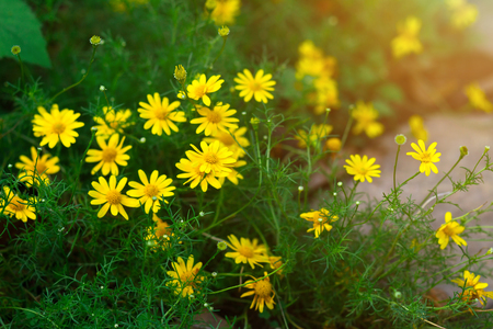 Beautiful yellow Singapore daisy flower on green grass nature background,Daisy Flower Yellow Field.の写真素材
