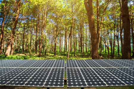 Solar panel on larch forest summer with different trees, Alternative energy concept,Clean energy,Green energy.の写真素材