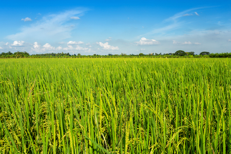 Beautiful green cornfield with fluffy clouds sky background.の写真素材