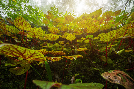 Begonia leafs on the rock in the woods shallow depth of Rain forest at Phuhinrongkla National Park Nakhon Thai District in Phitsanulok, Thailandの写真素材