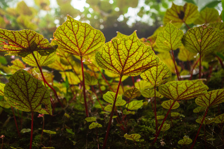Begonia leafs on the rock in the woods shallow depth of Rain forest at Phuhinrongkla National Park...