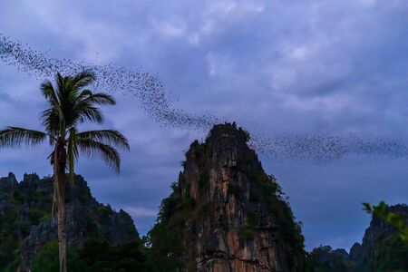 A bat herd is flying  for food with twilight sky at evening view in Noen Maprang Phitsaunlok, Thailandの写真素材