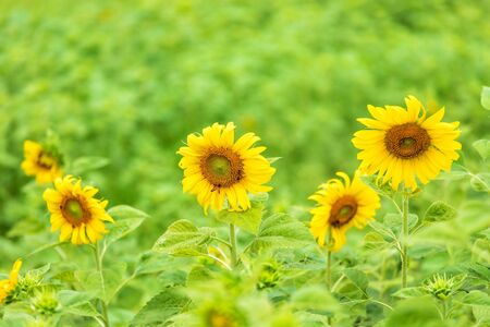 close-up view of sunflower fields green grass background.の写真素材
