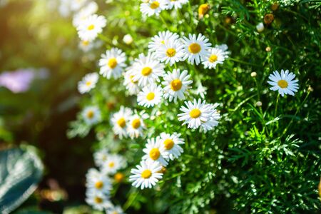 White seaside daisies in a spring garden.の写真素材