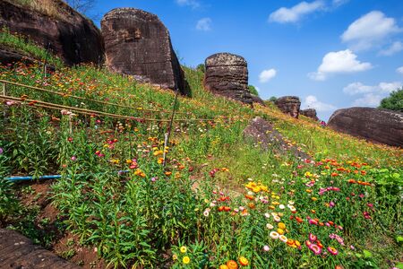 Straw flower of colourful beautiful on green grass nature in the garden with cliff of mountains at Phuhinrongkla National Park Nakhon Thai District in Phitsanulok, Thailand.の写真素材
