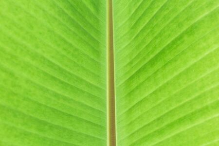 Green banana leaf tropical palm foliage texture background.の写真素材