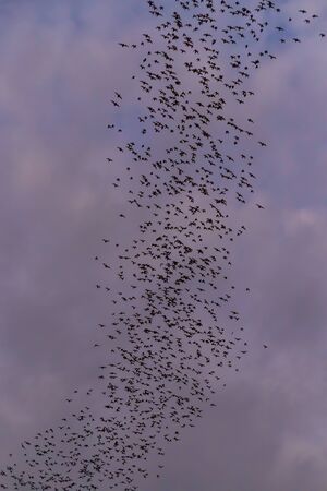 A bat herd is flying  for food with twilight sky at evening background.の写真素材
