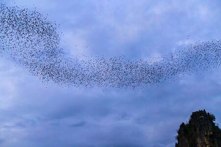 A bat herd is flying  for food with twilight sky at evening background.の写真素材