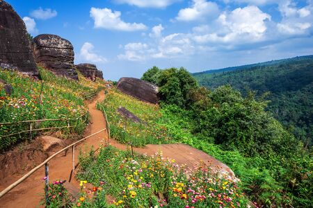 Straw flower of colourful beautiful on green grass nature in the garden with cliff of mountains at Phuhinrongkla National Park Nakhon Thai District in Phitsanulok, Thailand.の写真素材
