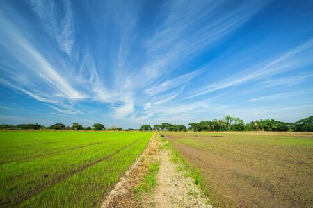 Beautiful green cornfield with fluffy clouds sky background.の写真素材