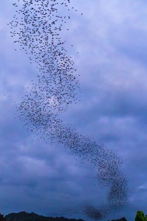 A bat herd is flying  for food with twilight sky at evening background.の写真素材