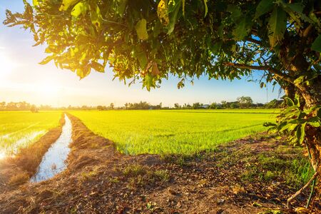 Beautiful green cornfield with sunset sky background.の写真素材