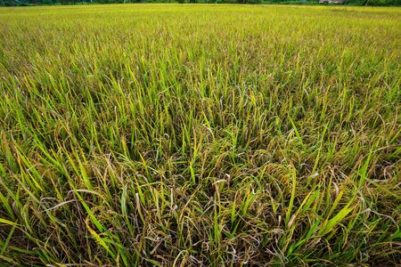 Beautiful green cornfield with sunset sky background.の写真素材