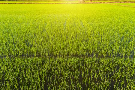 Beautiful green cornfield with sunset sky background.の写真素材