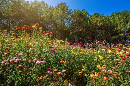 Straw flower of colourful beautiful on green grass nature in the garden with cliff of mountains at Phuhinrongkla National Park Nakhon Thai District in Phitsanulok, Thailand.の写真素材