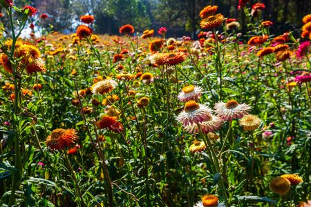 Straw flower of colourful beautiful on green grass nature in the garden with cliff of mountains at...
