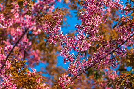 Cherry flower Prunus cerasoides or Wild Himalayan Cherry,Giant tiger flower in Phu Lom Lo ,Phetchaboon, Thailand.の写真素材
