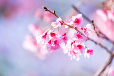 Cherry flower Prunus cerasoides or Wild Himalayan Cherry,Giant tiger flower in Phu Lom Lo ,Phetchaboon, Thailand.の写真素材
