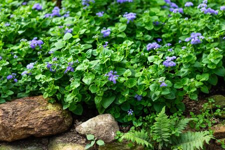 a little violet flower on green leaf background nature in garden.の写真素材