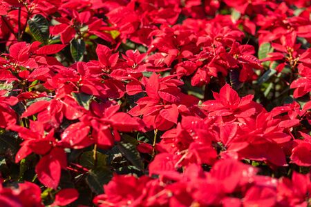 Red Poinsettia flower or Euphorbia Pulcherrimaon of red Christmas background in the garden.の写真素材