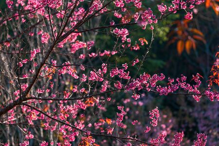 Cherry flower Prunus cerasoides or Wild Himalayan Cherry,Giant tiger flower in Phu Lom Lo ,Phetchaboon, Thailand.の写真素材