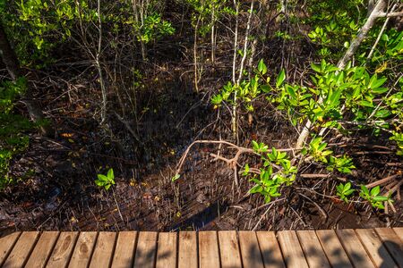bridge wooden walking way in The forest mangrove in Chanthaburi Thailand.の写真素材