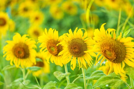 close-up view of sunflower fields green grass background.の写真素材