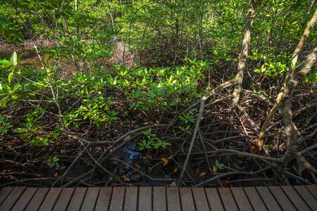 bridge wooden walking way in The forest mangrove in Chanthaburi Thailand.の写真素材