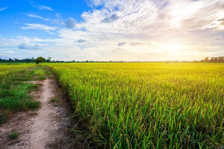 Beautiful green cornfield with sunset sky background.の写真素材