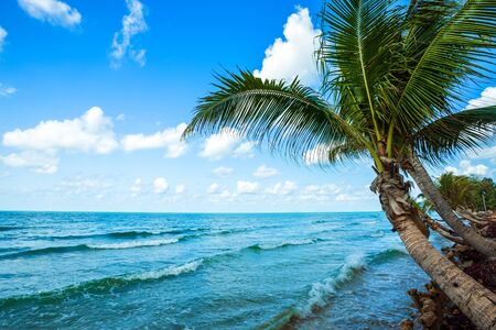 Beautiful daytime over Coconut tree with the sea the horizon at Hat chao lao beach in Chanthaburi Thailand.の写真素材
