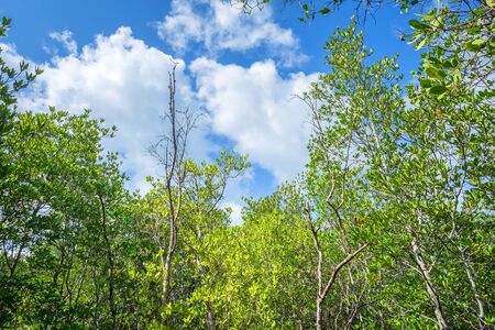 The forest mangrove in Chanthaburi Thailand.の写真素材
