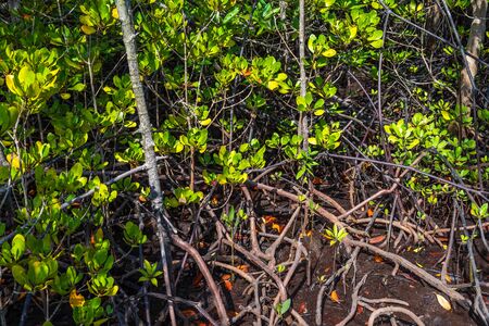 Mangrove trees forest, Chon Buri province, Thailand.の写真素材