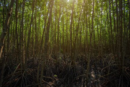 The forest mangrove in Chanthaburi Thailand.