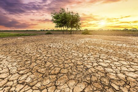 Brown dry soil or cracked ground texture and green tree on orange sunset sky background.の写真素材