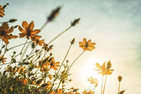 Yellow sulfur Cosmos flowers in the garden of the nature with blue sky with vintage style.の写真素材