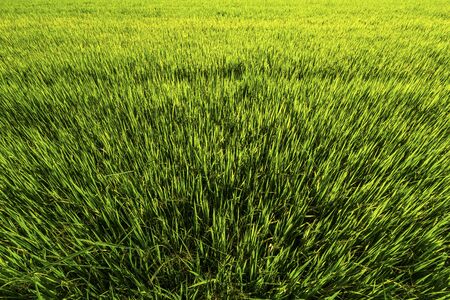 Beautiful green cornfield with sunset sky background.の写真素材