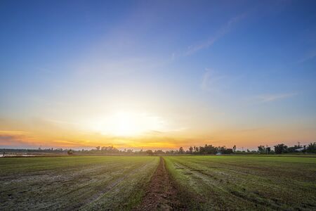 Beautiful green cornfield with sunset sky background.の写真素材