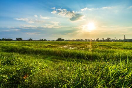 Beautiful green field cornfield or corn in Asia country agriculture harvest with sunset sky background.の写真素材