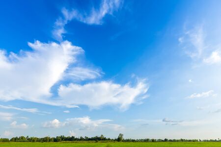 Beautiful green cornfield with land air atmosphere bright blue sky copy space  background abstract clear texture.の写真素材