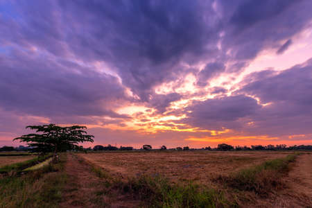 Burned rice stubble in a rice field after harvest with blue sky background white clouds sunset.の写真素材