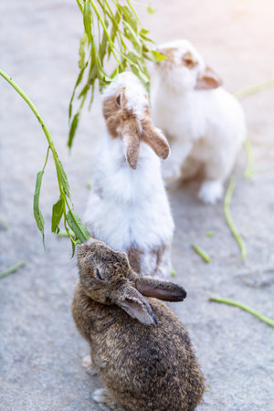 Rabbits eat food in cage at animal farm garden background Thailand for thai people travelers travelの写真素材