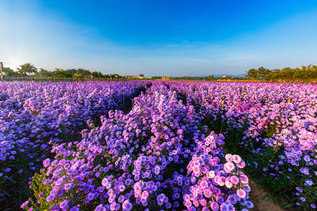 Beautiful of Landscape of Purple Lavender and Cutter field flower in the nature garden horizon of the summer sunset sky background in Chiang Mai,Thailand.の写真素材