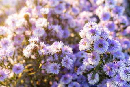 Purple Lavender and Cutter field flower in the nature garden backgroundの写真素材