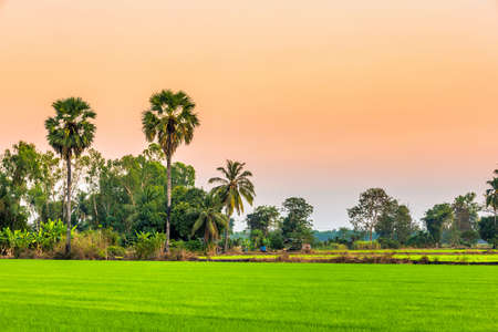 Beautiful green field cornfield or corn in Asia country agriculture harvest with sunset sky background.の写真素材