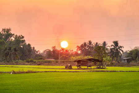 Old Wood cottage in green field cornfield or corn in Asia country agriculture harvest with sunset sky background in Thailand.の写真素材