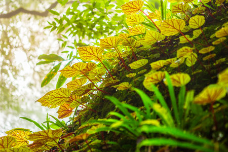 Begonia leafs on the rock in the woods shallow depth of Rain forest at Phuhinrongkla National Park Nakhon Thai District in Phitsanulok, Thailand.の写真素材